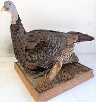 Eastern wild turkey bearded hen