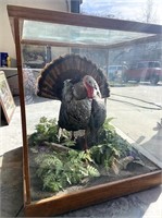 Mounted eastern wild turkey in strut inside