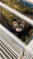 2 Breedable Female Ferrets * 4 Months Old