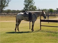 "Arlo" 2015 Gelding