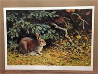 "Snowshoe Hare" by D. Harty Print