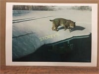 "Solitaire Bobcat" by C. D'Angelo Print