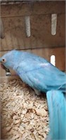 Female Ringneck Parakeet * See Description