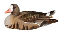 White-Fronted Goose Decoy of the Year