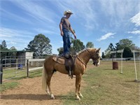 "Spinnin On Gold" Reg 2017 QH Colt