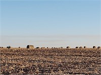 30 Bales - 2020 Cornstalks