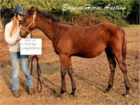 Zee Duke-weanling- Colt