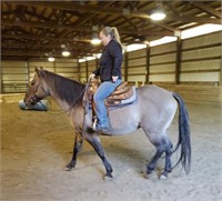 Chex My Smokin- 15yr-15HH- Mare AQHA