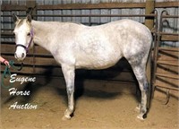 Mia-5yr- 15.1HH- Mare