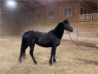 Raven- 18yr-14.2 HH- Mare