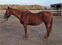 Gracie-18yr-15.3HH-Mare