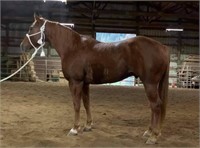 Our Showtime-4yr-14.2HH-Gelding AQHA