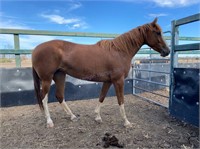 "Janey" 2018 Filly