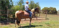 "Sailor" 2016 Skewbald Gelding