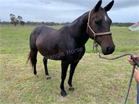 "Stylish Spinster" 2002 QH Mare