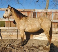 Maverick - 12yr - 15.1hh - Gelding