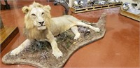Exceptional Taxidermy Collection: African & North American