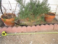 3pc Terra Cotta Planter & Pots w/ Plants