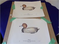 2 Unframed Signed Ducks NumberedUnlimited Prints