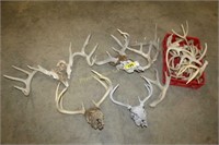 Whitetail deer antlers and skulls