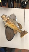 Taxidermy bass fish
