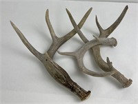 Lot of 3 Montana Whitetail Deer Shed Antlers