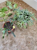 2 SMALL CATCUS PLANTS
