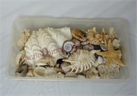 Plastic Shoe Box FULL of Sea Shells