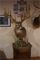 WHITETAIL BUCK MOUNT ON PEDESTAL