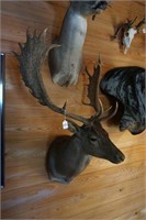 FALLOW BUCK MOUNT