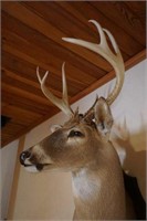 WHITETAIL BUCK MOUNT