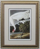 Hooping Crane by John J. Audobon