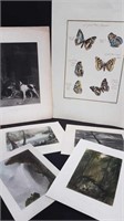ANTIQUE PRINTS SUITABLE FOR FRAMING