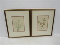 2 Framed Plant Prints