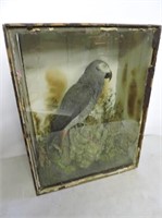 Rare Mounted Parrot & Case