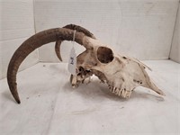 Rams Head Skull & Horns
