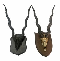 2 HORN OR ANTLER TROPHIES ON WOODEN SHIELDS