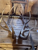 Elk horns