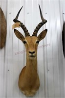 Impala Antelope Mount