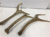 Antler sheds. 3 pounds 16” to 23”