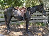 "Waggas" Approx. 2006 Stock Horse Gelding