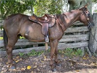 "Flicka" Approx. 2008 Stock Horse Gelding