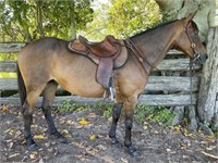 "Apple" Aged Stock Horse Mare