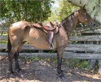 "Zee" Aged Stock Horse Gelding