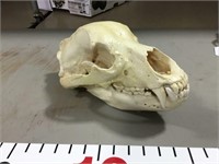 Grizzly Bear Skull - From Lot 618