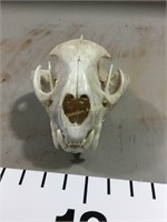 Mountain Lion Skull