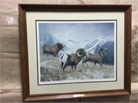 Bighorn Sheep - Electric Peak Print by Nancy