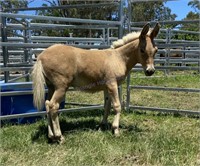 "Popcorn" 2020 Palomino Jack Mule Weanling