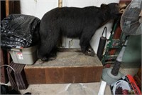 BEAR MOUNT