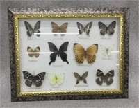 17" x 14" - Framed Taxidermy Butterfly Set